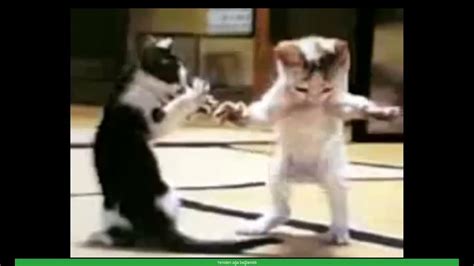 kedi dansı arapça